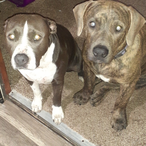 Meet your Posher, Humn'Bird - Picture 3 of 4